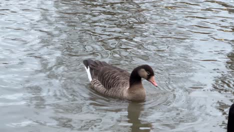 Wild-ducks-in-St-James's-Park-London,-United-Kingdom-birds