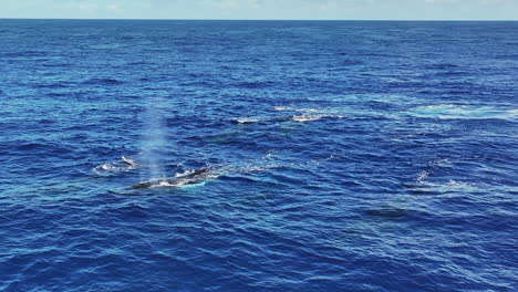 Grupo-De-Ballenas-Jorobadas-Nadando-En-El-Océano,-Vista-Aérea-Con-Dron-En-Un-Día-Soleado