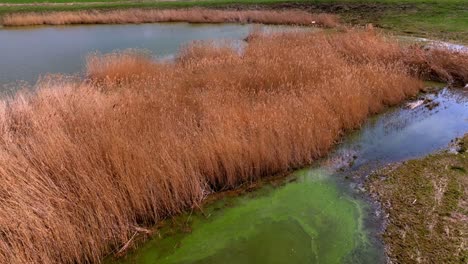 Teich-Mit-Schilf-Im-Ländlichen-Dorf---Luftaufnahme-Einer-Drohne