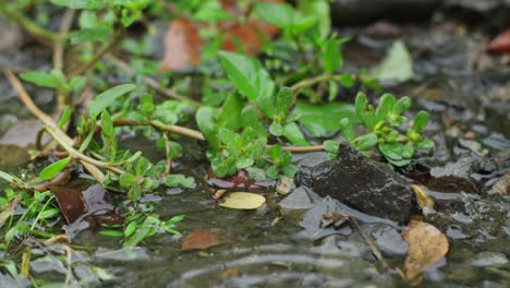 Close-up-of-a-small-green-plant-with-two-lobed-leaves-in-a-puddle