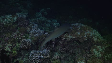 Tiburón-De-Arrecife-De-Punta-Blanca-Nadando-Sobre-Un-Arrecife-De-Coral-De-Cerca-Por-La-Noche