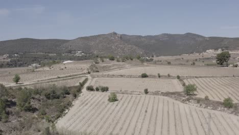 -Felder-Mit-Weinbergen,-Olivenbäumen