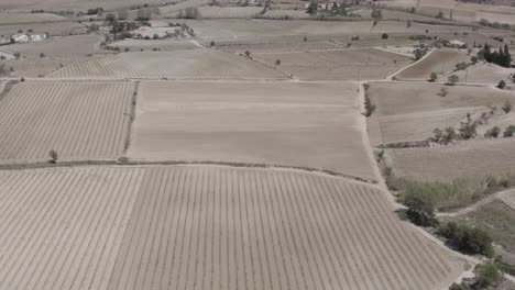 -fields-with-vineyards,-olive-trees