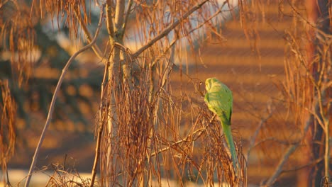 Pájaro-Periquito-Verde-Posado-En-Ramas-De-Una-Planta-Seca