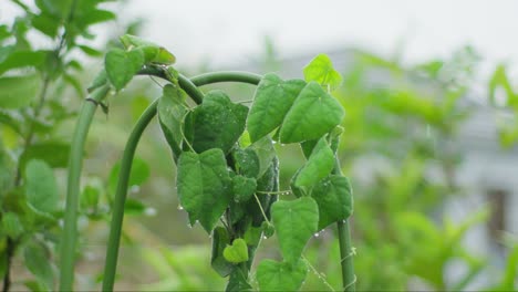 Planta-De-Gelatina-De-Hierba-Verde-En-El-Jardín-En-Clima-Lluvioso-Con-Gotas-De-Agua-De-Lluvia