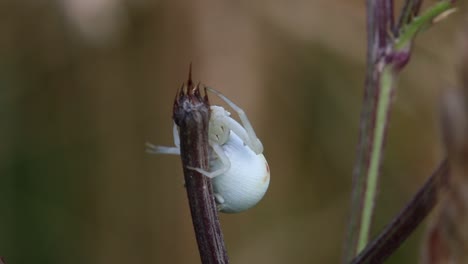 Eine-Blumenkrabbenspinne,-Misumena-Vatia,-Thront-Am-Ende-Eines-Stängels