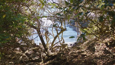 Vista-Del-Paisaje-Marino-Detrás-De-Ramas-De-Plantas-Secas-Salvajes