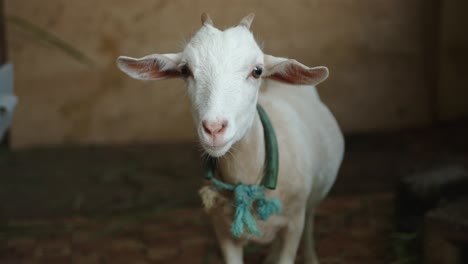 Close-Up-Of-White-Young-Goat-In-The-Barn