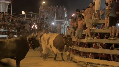 Toro-Con-Bolas-De-Fuego-En-Los-Cuernos-En-Un-Encierro-Callejero-Con-Un-Toro-Castrado-Y-Manso-Contra-La-Barrera-Con-Espectadores-En-Sagunto-En-Un-Evento-Popular