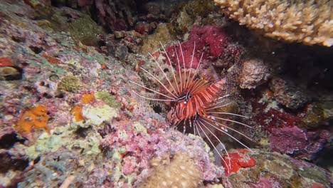 Spotfin-Rotfeuerfisch-Pterois-Antennata-Am-Farbenfrohen-Korallenriff-Bei-Nacht