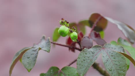 Grüne-Unreife-Beeren-Und-Blätter-Auf-Pflanzenzweig-Mit-Regenwassertropfen,-Nahaufnahme