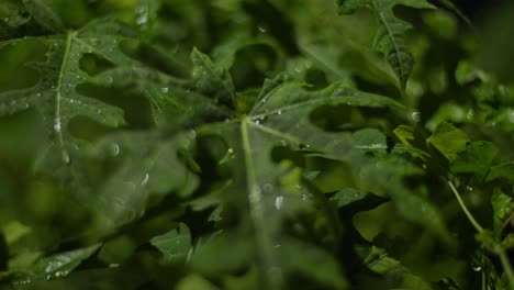 Gotas-De-Rocío-Sobre-Las-Hojas-De-La-Planta-De-Calabaza-Amarga