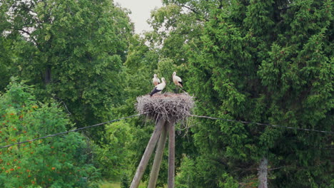 3-Störche-In-Einem-Nest-Auf-Einem-Strommast-Auf-Dem-Land