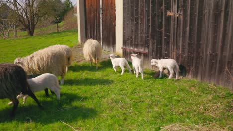 Herde-Schafe-Grasen-Auf-Dem-Bauernhof---Weitwinkelaufnahme