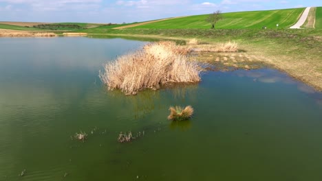 Reeds-On-The-Pond-In-Summer-Season---Aerial-Drone-Shot