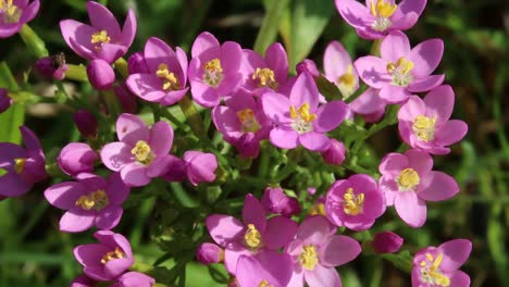 Nahaufnahme-Von-Gewöhnlichem-Tausendgüldenkraut,-Centaurium-Erythraea,-In-Blüte