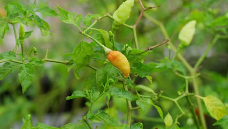 Ripe-yellow-bell-pepper-growing-in-organic-cultivation,-rainy-day