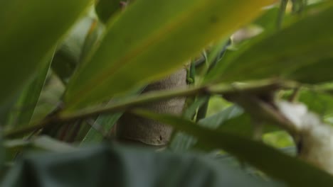 Green-Anolis-Lizard-In-The-Forest---Close-Up