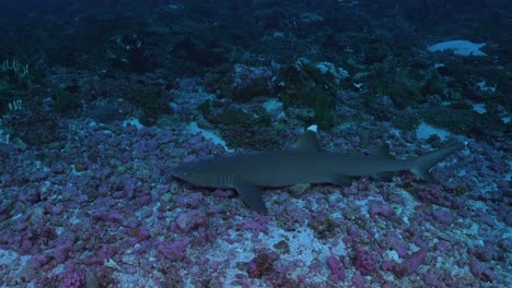 Whitetip-reef-shark-lying-on-coral-reef