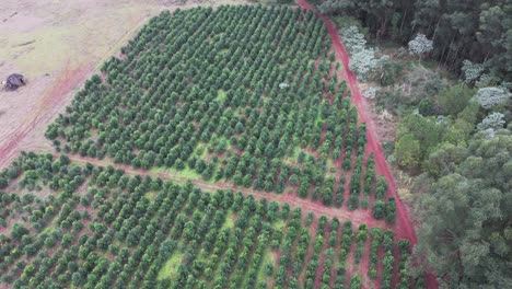 Una-Hermosa-Y-Exuberante-Plantación-De-Yerba-Mate-En-El-Interior-De-Argentina.