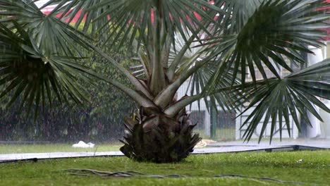 Raindrops-falling-from-silver-palm-leaves-in-garden,-heavy-rain