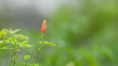 Indonesian-Chili-Plant-On-Rainy-Weather-With-Water-Raindrops,-Blurred-Background