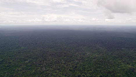 Thick-amazon-rain-forest-with-large-vegetation-in-Suriname