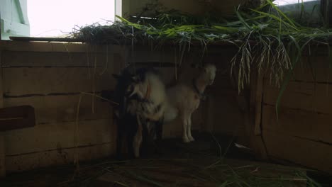 Two-Goats-Resting-In-Wooden-Shelter---Wide-Shot