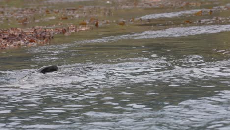 Antarktischer-Seebär-Schwimmt-Im-Meerwasser-An-Der-Küste-Der-Insel-Südgeorgien,-Leith-Harbour