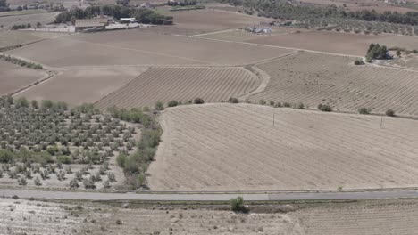 -fields-with-vineyards,-olive-trees