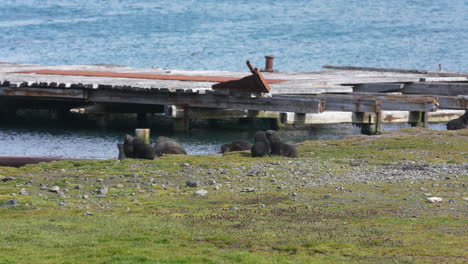 Lobos-Marinos-Antárticos-Jóvenes-Jugando-Y-Relajándose-En-La-Costa-De-La-Isla-De-Georgia-Del-Sur,-Cámara-Lenta