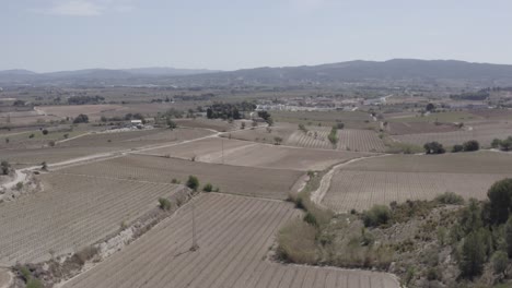 fields-with-vineyards,-olive-trees