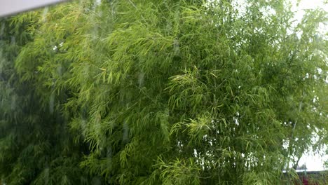 Hojas-De-Bambú-Ondeando-Bajo-La-Lluvia-Ventosa