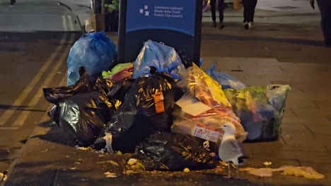 Fotografía-Tomada-Con-La-Cámara-En-Mano-De-La-Vida-Salvaje-En-Las-Calles-De-Dublín.