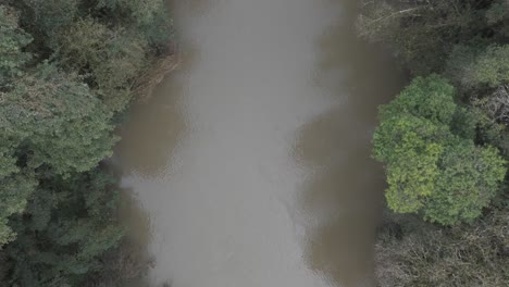 Cenital-image-of-a-calm,-brown-water-river-passing-through-dense,-green-jungle