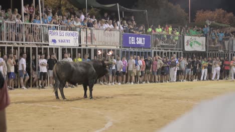 Schwarzer-Stier-Mit-Feuerbällen-Auf-Seinen-Hörnern,-Der-Die-Zuschauer-In-Einer-Stierkampfarena-Bei-Einer-Toro-Embolado-Veranstaltung-In-Sagunto-Ansieht