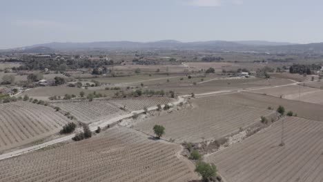 -fields-with-vineyards,-olive-trees