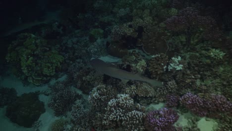 Whitetip-reef-shark-swimming-over-coral-reef-at-night