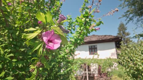 Bee-flies-from-flowering-Purple-Hibiscus-shrub-in-pretty-summer-garden