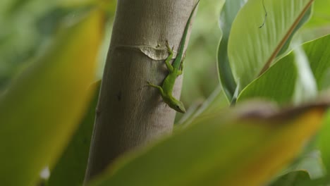 Lagarto-Anolis-En-El-Bosque---Foco-En-El-Estante