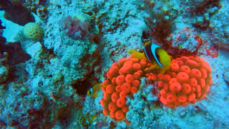 Pez-Payaso-Sobre-Anémonas-Rojas-únicas-En-El-Arrecife-De-Coral-Del-Mar-Rojo-De-Egipto