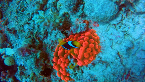 Clown-Fish-oer-unique-Red-Anemones-by-the-Coral-Reef-of-The-Red-Sea-of-Egypt