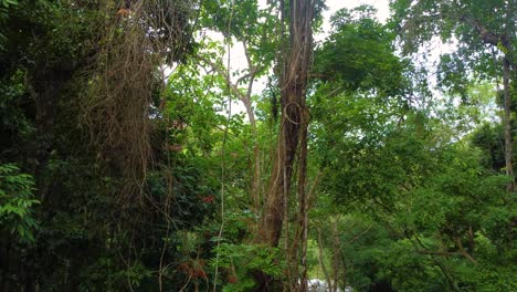 Bosque-Nativo-Preservado-En-Santa-Marta,-Colombia