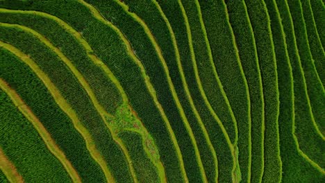 Vivid-green-rice-terraces-on-the-hilly-valleys-creating-a-surreal-landscape,-Sapa,-north-Vietnam