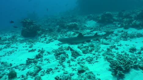 Tiburón-De-Arrecife-De-Punta-Blanca-Descansando-En-Un-Arrecife-Submarino-En-La-Polinesia-Francesa