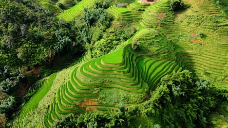 Vivid-green-rice-terraces-patterns-contouring-the-hilly-valleys-creating-a-surreal-landscape,-Sapa,-north-Vietnam