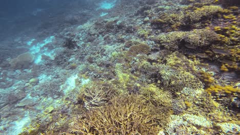 Follow-shot-of-a-School-of-golden-lined-spinefoot-fish-swimming-through-the-blue-waters-over-lush-coral-reef-in-Raja-Ampat,-Indonesia