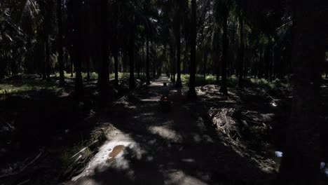 Un-Joven-Sentado-En-Una-Motoneta-En-Una-Oscura-Plantación-De-Aceite-De-Palma.