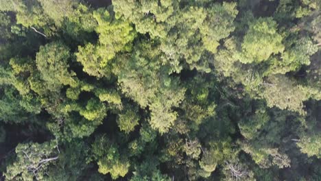 Flying-over-the-amazon-jungle-with-a-river-between-the-trees