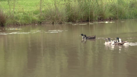 A-group-of-ducks-swimming-together-on-an-english-lake-in-the-british-countryside